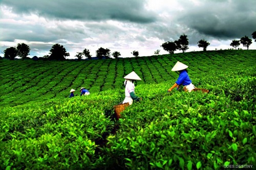 Les habitants cueillent des feuilles de théier sur les collines à Thai Nguyen